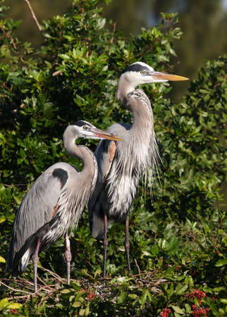 blue heron  nestle wild wildlife ecology parentsの写真素材