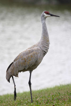 gray crane with broken footの写真素材