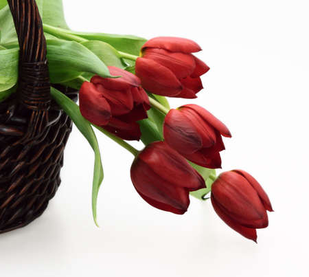 wicker basket with fresh red tulips isolatedの写真素材