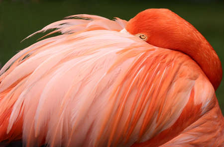 flamongo sleeping looking tropical bird feather pink orangeの写真素材