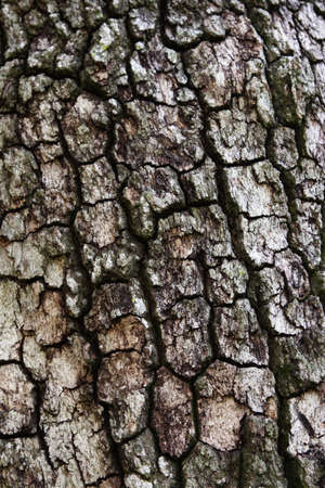 texture rind wood tree old dry background