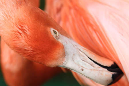 tropical wild bird flamingo cleaning feather orange colorful imageの写真素材
