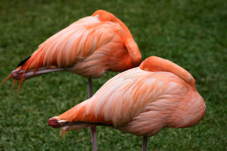 two tropical birds flamingo colorful wildlife jungleの写真素材