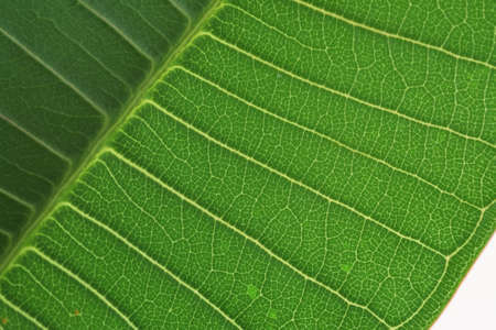 green leaf macro tree nerved diagonal cell