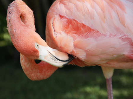 pink flamingo bird eyes black beak nib の写真素材