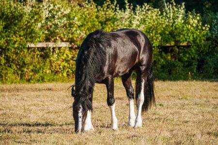 Amazing black with white cart horse stallion grazing grass freely in the paddock during summer time. Concepts: animal, free, equestrianの写真素材