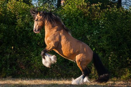 Amazing chestnut (brown with black mane) cart horse stallion rear up freely in the paddock during summer time. Concepts: animal, free, equestrian, portraitの写真素材