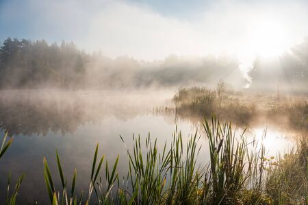 Foggy lake scape and vibrant spring colors in trees at dawn. Concepts: tranquility, nature, background, morningの写真素材