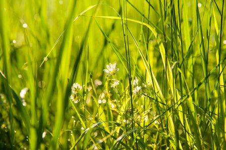 Spring or summer heat abstract nature background with grass in the meadow at sunrise with bokeh lights in the back. Concepts: fresh, nature, beautyの写真素材
