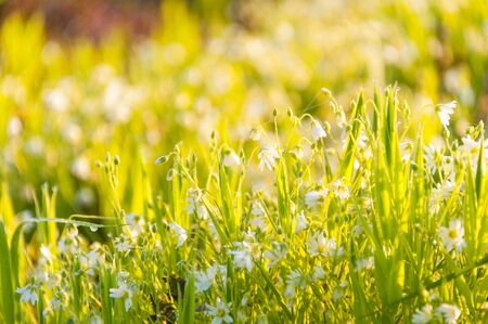 Big field of beautiful white flowers on sunrise on the green meadow grass illuminated by the sunlight. A Sunny spring day . Concepts: nature, fresh, colorful, springの写真素材