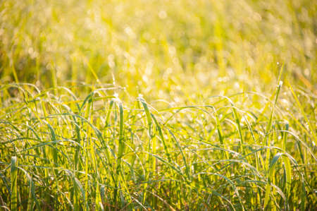 Green grass at sunrise on the meadow illuminated by the sunlight. A Sunny spring day. Concepts: nature, fresh, colorful, springの写真素材