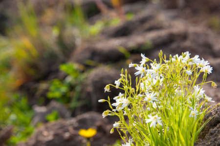 A bunch of beautiful white flowers on sunrise on the green meadow grass illuminated by the sunlight. A Sunny spring day. Concepts: nature, fresh, colorful, springの写真素材