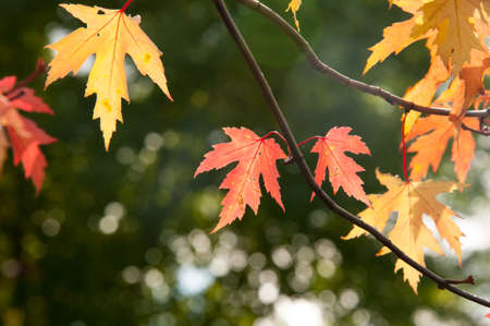 Season of beautiful autumn eallow and red maple leaves hanging on the tree during sunny day. Concepts: seasonal, nature, outdoorの写真素材