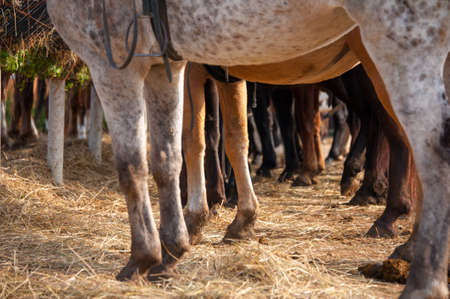 Resting horses with strong muscular legs are standing patiently during a break. Concepts: outdoor, stables, rowの写真素材