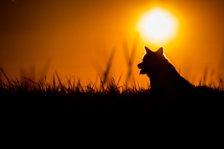 Silhouette of a Akita Inu dog at golden sunset.の写真素材