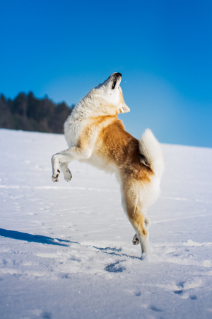 Jumping Akita Inu dog in winter season.の写真素材
