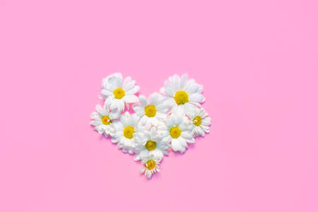 Heart shape made of white Chrysanthemums flowers on soft pink background. Valentines day, top viewの写真素材