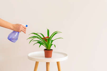 Woman spraying water on Guzmania plant in a pot on white table on neutral background, copy space....