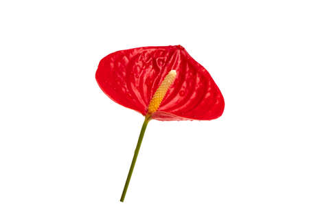Red Anthurium/Flamingo flower isolated on white backgroundの写真素材