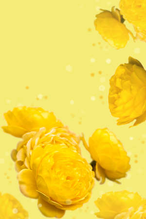 Wallpaper with yellow roses on yellow backgroundの写真素材