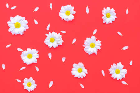 Pattern made of white chrysanthemum flowers on red background. Flat lay, top viewの写真素材