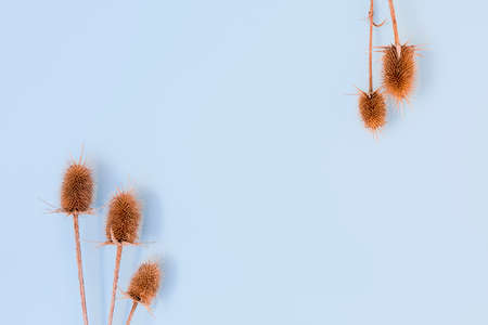Minimalistic light blue background with dried autumn flowers, top view, space for textの写真素材