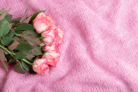 Beautiful pink roses on cozy pastel pink knitted woolen blanket, top view with copy space, mockupの写真素材