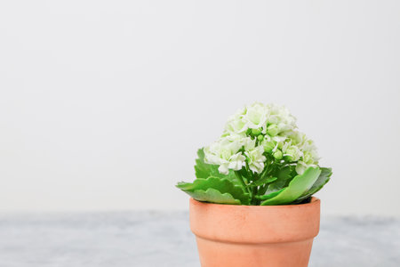 Kalanchoe plant in a pot wit wite flowers on light background with copy spaceの写真素材