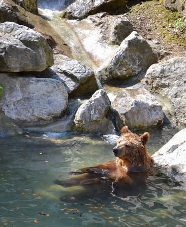 Relaxing bear in the cold water of a mountain lakeの写真素材