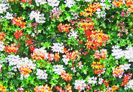 Flowers of Italy 