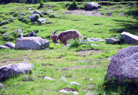 Beautiful fields near Dolomites - Trentino, Italyの写真素材