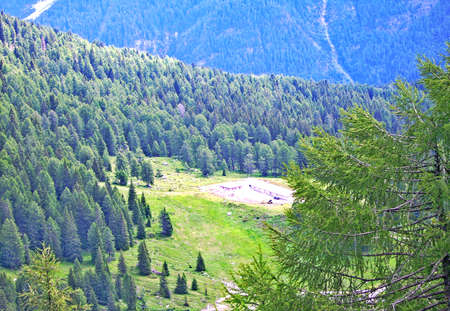 Pine forest - Trentino, Italyの写真素材