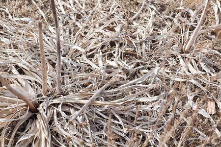 dried grass