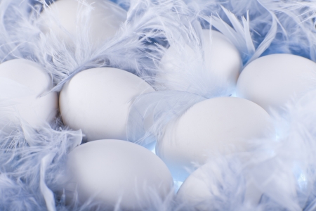 white eggs in the soft, gentle blue feathersの写真素材