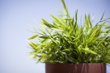 grass is on a skyの写真素材