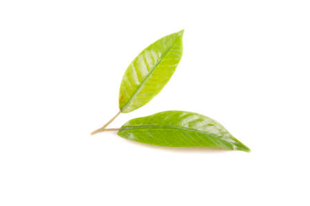 white green leafs