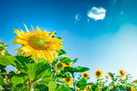 Close-up of sun flower against a blue skyの写真素材