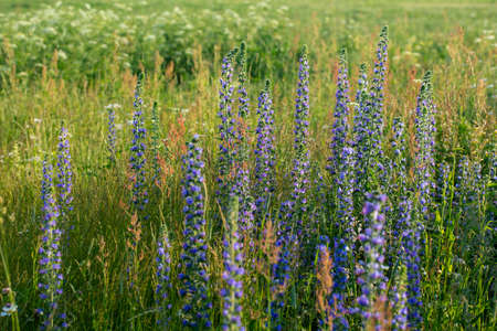 Summer field with green grass and beautiful blue flowers. Meadow background.