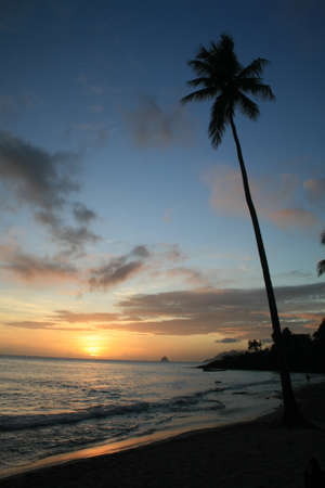 palm trees on the bottom of the caribbean sunsetの写真素材