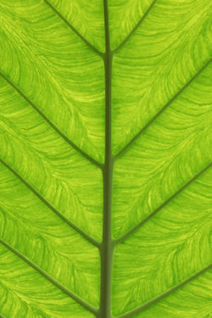 Texture of one big leaf of alocasia.の写真素材