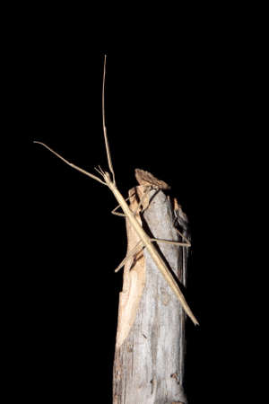 Stick insect in the nightの写真素材