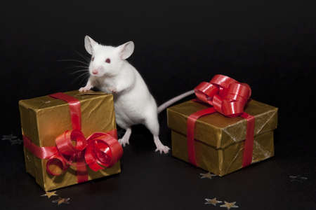 Christmas with the little mouseの写真素材