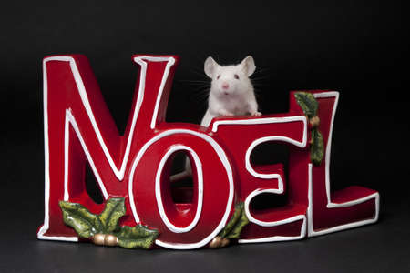 Merry Christmas with the mouseの写真素材