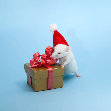 The little Christmas Mouseの写真素材