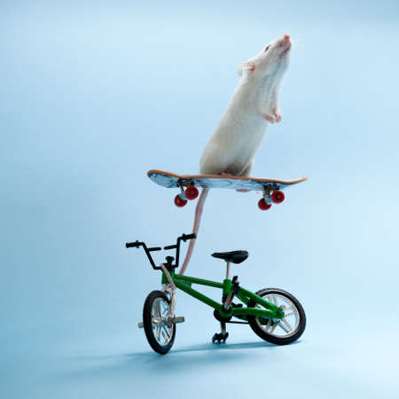 Mouse ridingの写真素材