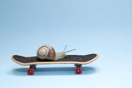 Snail and skateboardの写真素材