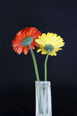 Red and yellow flowers in a vaseの写真素材
