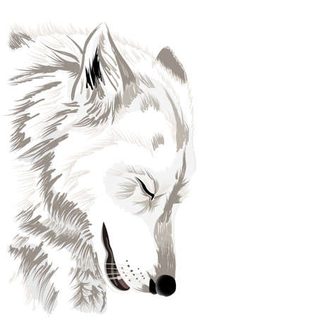 Wolf faceのイラスト素材