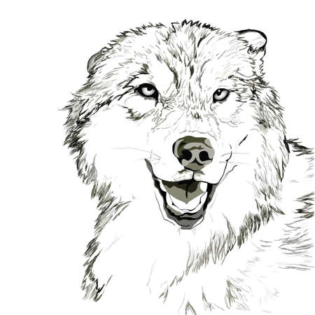 Wolf muzzle sketchのイラスト素材
