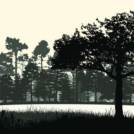 Panorama of wild coniferous forestのイラスト素材